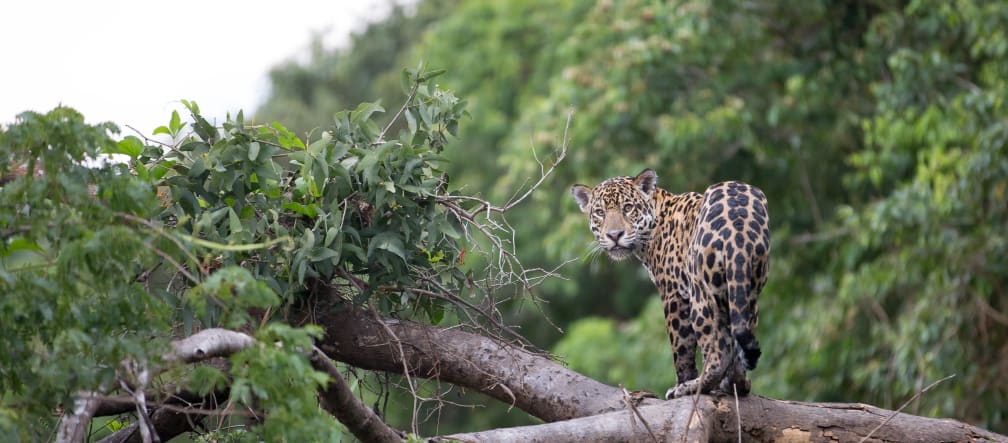 Der Jaguar ist das Symbol des Regenwaldes von Los Chimalapas (Foto: Mat Hayward) Ein Jaguar blickt vom einem umgestürzten Baum im Regenwald Richtung Kamera