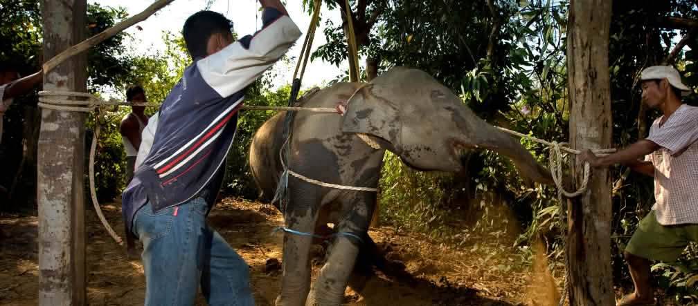 Der Wille eines Elefanten wird mit Gewalt gebrochen Gewalt und Qual an Elefant