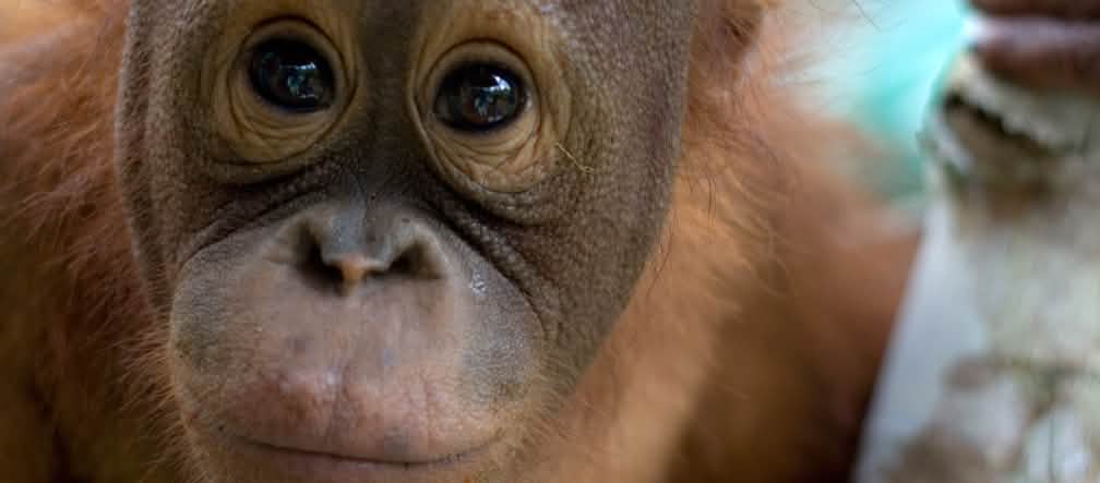 Noch leben 280 Orang-Utans in den Tripa-Torfwäldern Nahaufnahme Orang-Utan-Gesicht