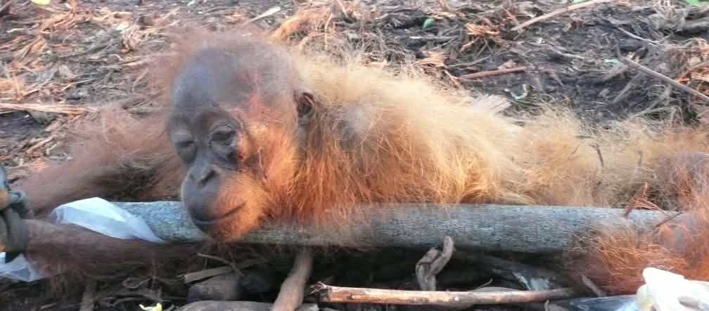 Der japanische Hotelkonzern H.I.S. will ein Palmöl-Kraftwerk bauen Orang-Utan Baby auf abgeholzter Palmölplantage