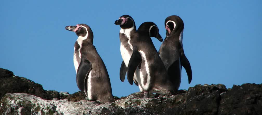 Einige tausend Brutpaare der bedrohten Humboldt-Pinguine brüten in der Meeresregion La Higuera - Isla Chañaral in Chile Pinguine Chile