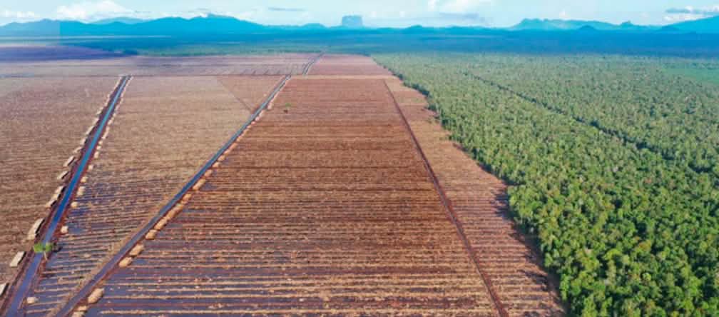 Orang-Utans zum Aussterben verurteilt: Kahlschlag durch PT Mayawana Persada auf Borneo links Kahlschlag für Papierindustrie, rechts Urwald