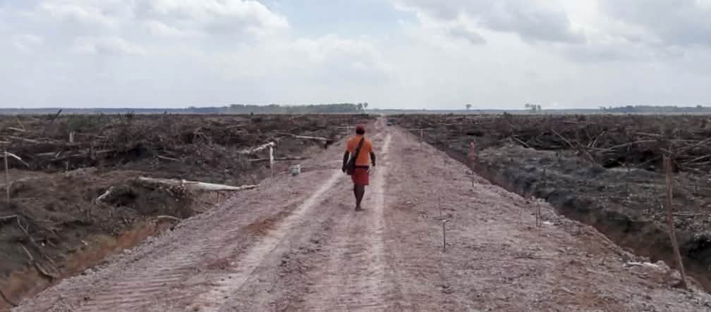 Der Stoff für die Papiermühlen kommt bald aus Papua ein Mann geht über eine kahlgeschlagene Fläche