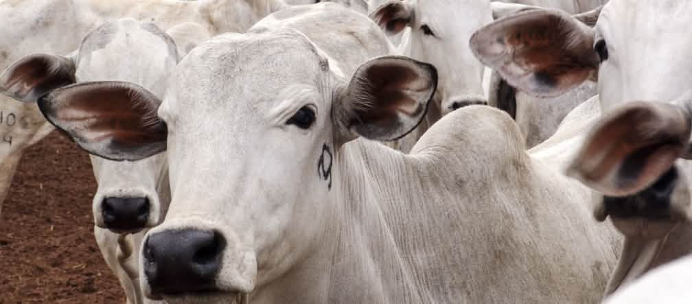 Die Mercosur-Staaten wollen mehr Rindfleisch in die EU exportieren Rinderherde in Mato Grosso