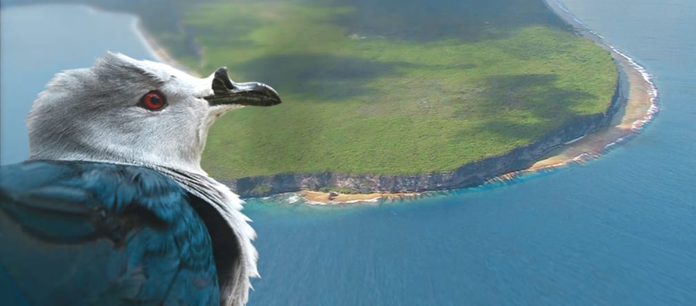 Das Makatea-Atoll ist die Heimat der seltenen Tahiti-Taube Tahiti-Taube vor dem Makatea-Atoll vor