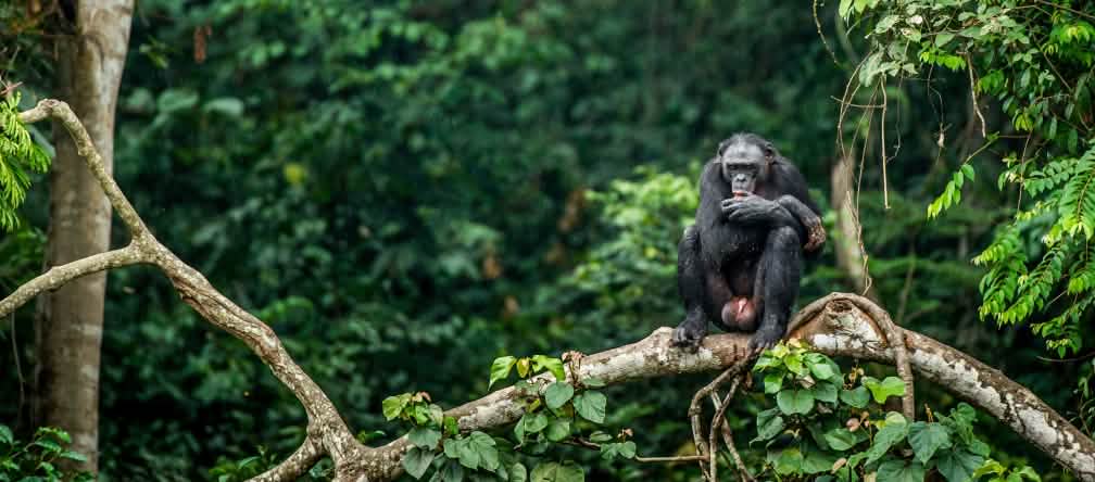 Der Nationalpark Yasuní in Ecuador braucht unsere Hilfe Bonobo auf dem Ast eines Baumes in Kongo