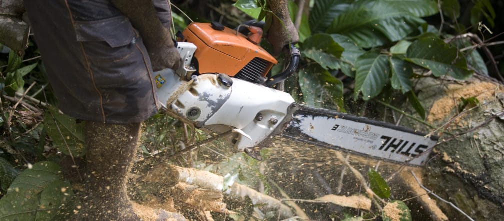 Kahlschlag im Regenwald: Weltweit benutzen Holzfäller Motorsägen von Stihl Holzfäller mit Motorsäge von Stihl