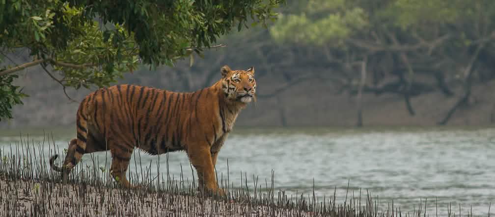 Der Lebensraum von Tigern würde durch das Kohlekraftwerk zerstört Tiger in Mangroven der Sundabarns