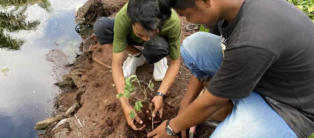 Unser Partner APEL Green Aceh blockiert Entwässerungskanäle und befestigt die Ufer mit Baumsetzlingen - das wäre Pflicht der Palmölfirmen, die für das Desaster verantwortlich sind Zwei Männer pflanzen einen Baumsetzling an einem Kanal