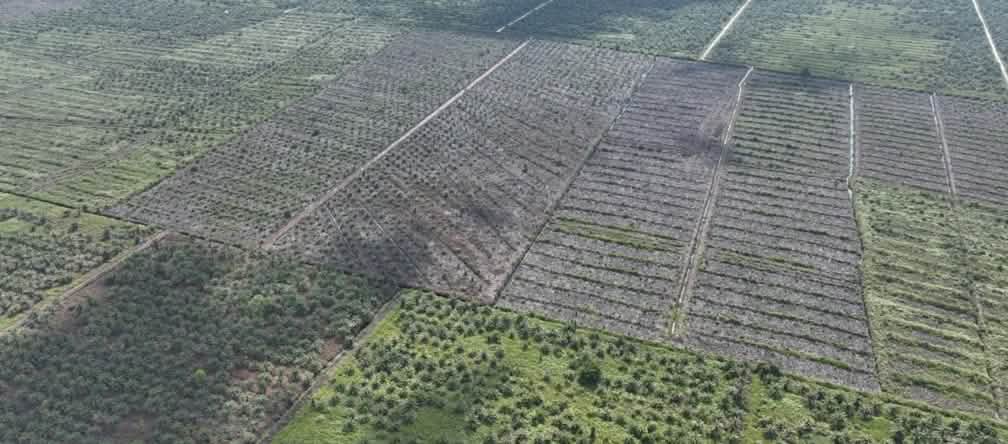 Schockierend! Palmölplantagen mitten in den unter Schutz stehenden Torfmooren von Tripa Drohnenfoto von neuen Plantagen