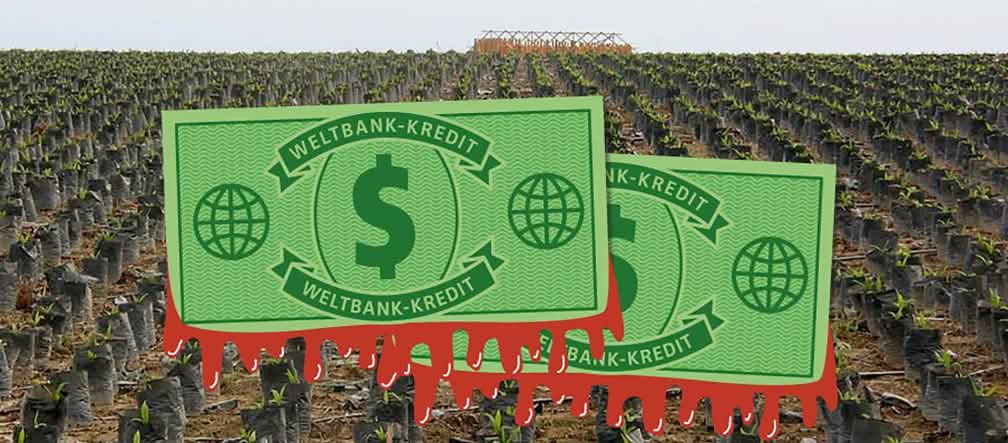 Weltbank-Dollars finanzieren in Honduras Wüsten aus Ölpalmen Zwei symbolische Dollarscheine der Weltbank vor einer endlosen Wüste aus Ölpalm-Setzlingen