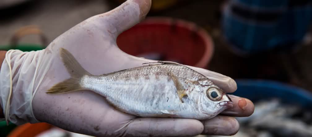 Whipfin-Silver-Biddy Fisch