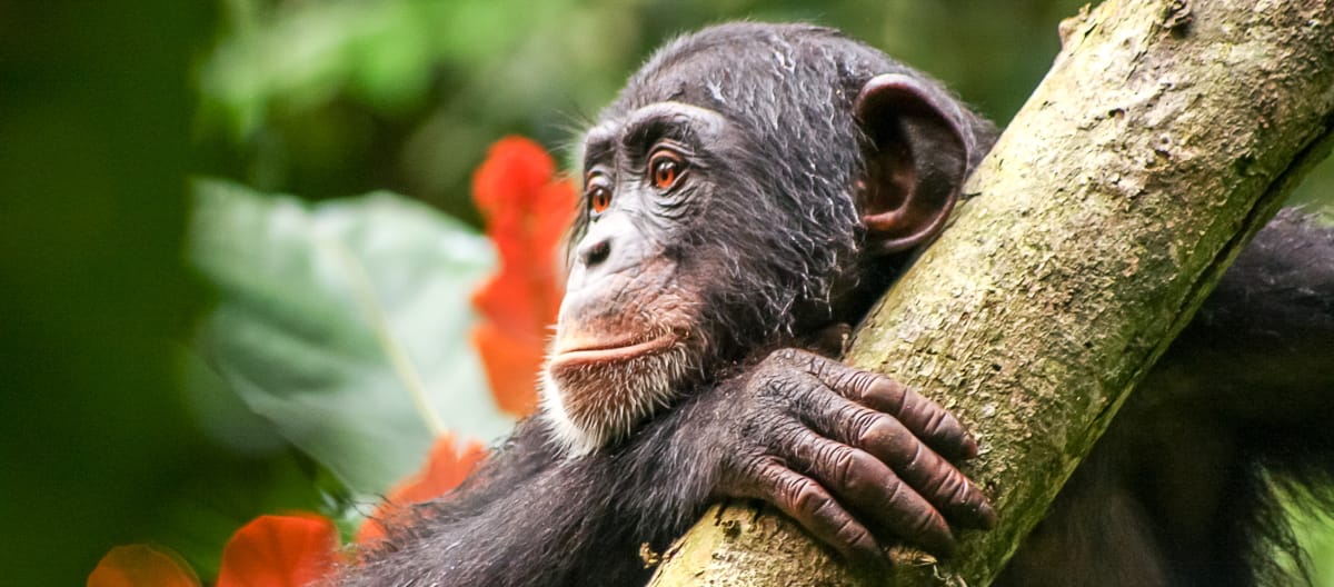 Schimpanse in Liberia