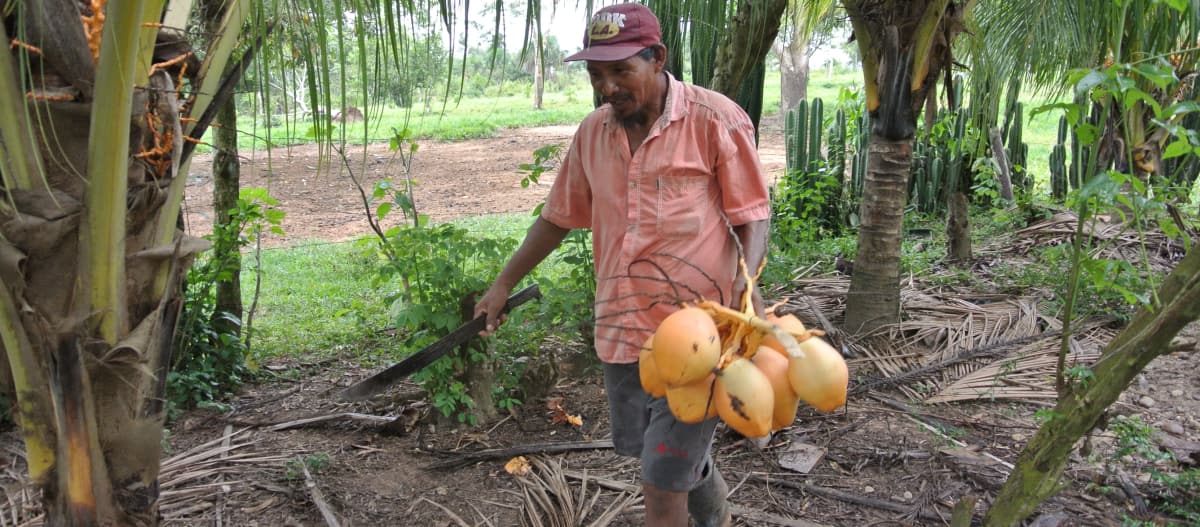 Kleinbauer mit Kokosnüssen in der Hand