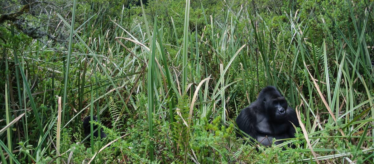 Gorilla Bonané im Bambus