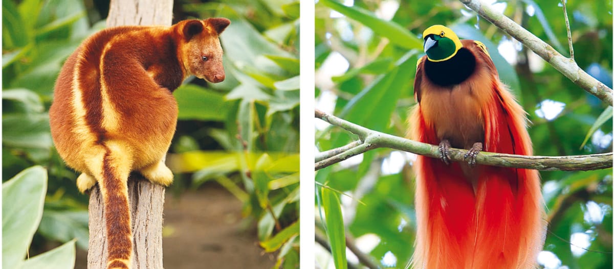 Collage Artenvielfalt Papua