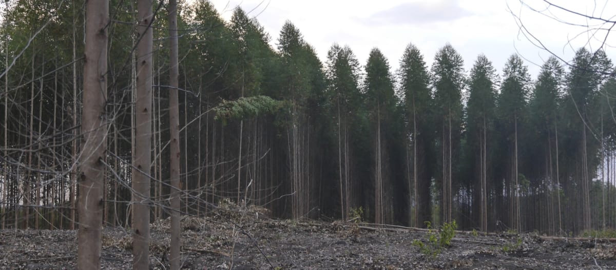 Eukalyptus-Plantage, vorne Kahlschlag