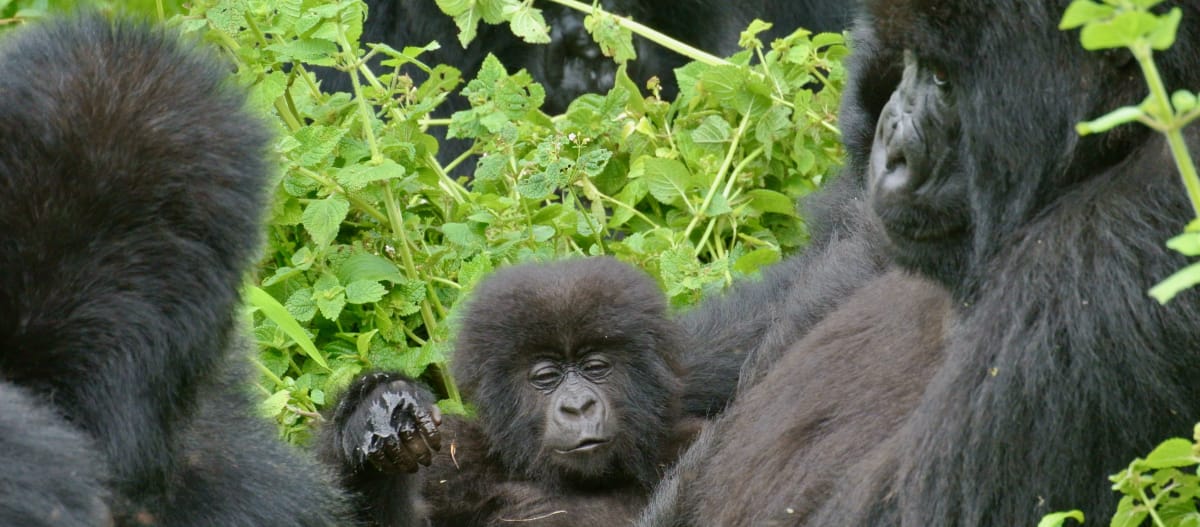 Gorillas im Virunga Nationalpark