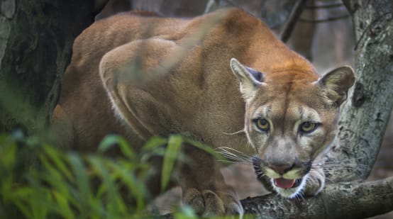 Ein Puma lauert auf einem Baumast