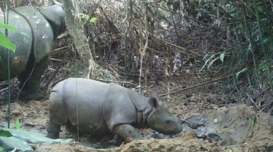 Nashorn-Baby und Mutter