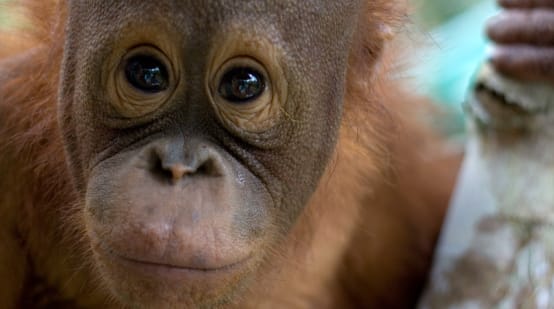 Nahaufnahme Orang-Utan-Gesicht