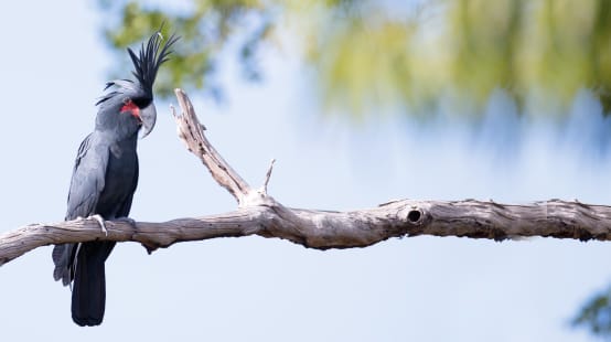 Palmkakadu