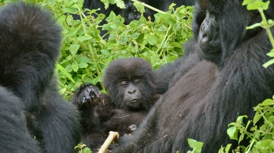 Gorillas im Virunga Nationalpark