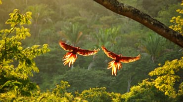 zwei rote Aras fliegen mit ausgebreiteten Flügeln über den Regenwald