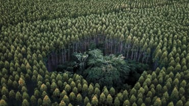 Eukalyptus erstickt Regenwald