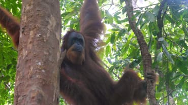 Sumatra-Orang-Utan hängt im Baum