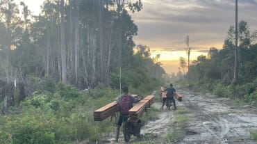 zwei Männer auf Mopeds transportieren Schnittholz auf breitem Waldweg