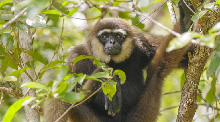 Schwarzhandgibbon, Primat