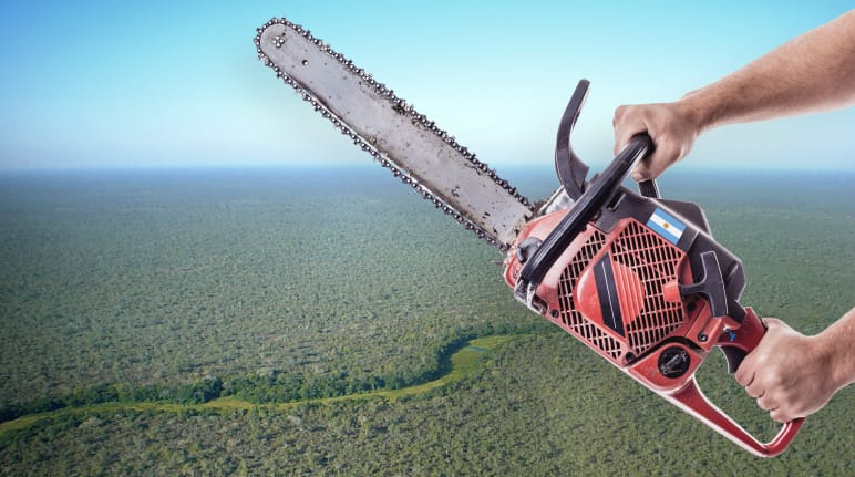 Fotomontage: Vor eine Luftaufnahme des Chaco-Waldes halten zwei Hände eine Motorsäge ins Bild