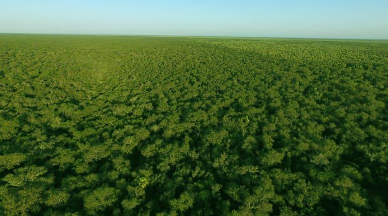 Luftbild von intaktem Chaco-Urwald in Paraguay