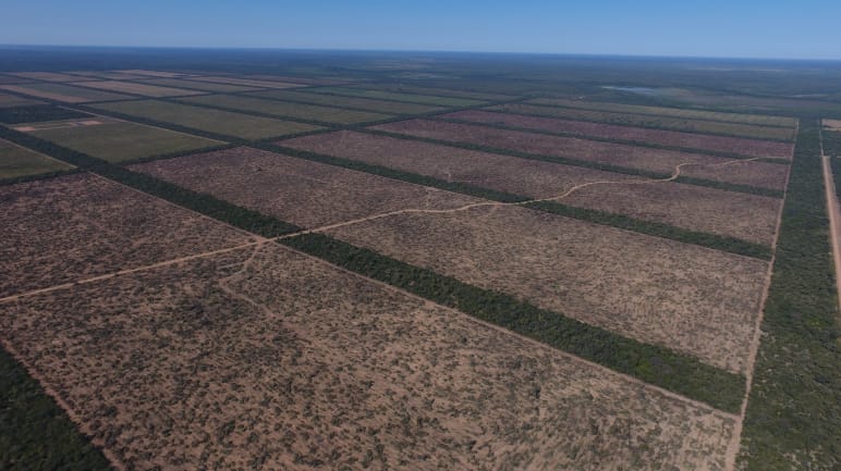 Luftbild von riesigen rechteckigen Rodungsflächen im Chaco-Urwald in Paraguay