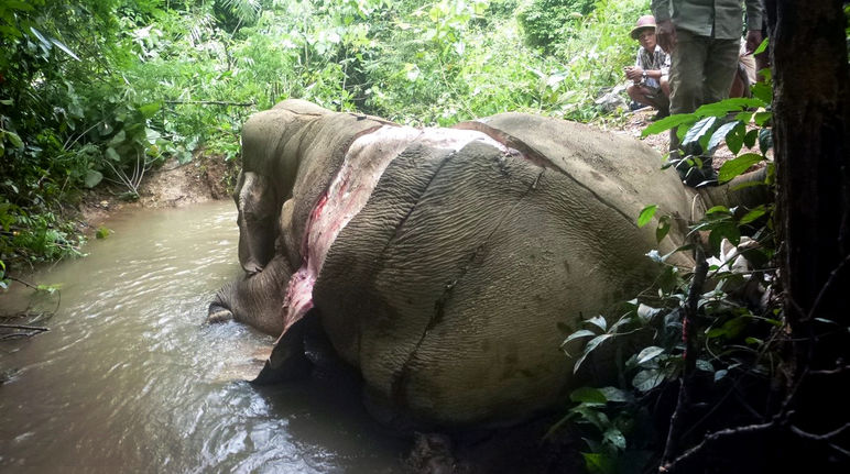 Gewilderter und gehäuteter Elefant in Myanmar