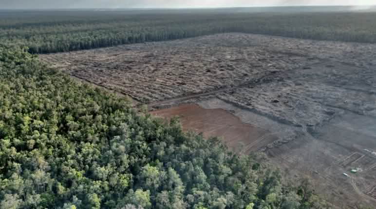 Schon sind große Flächen Regenwald gerodet Luftaufnahme von Kahlschlag