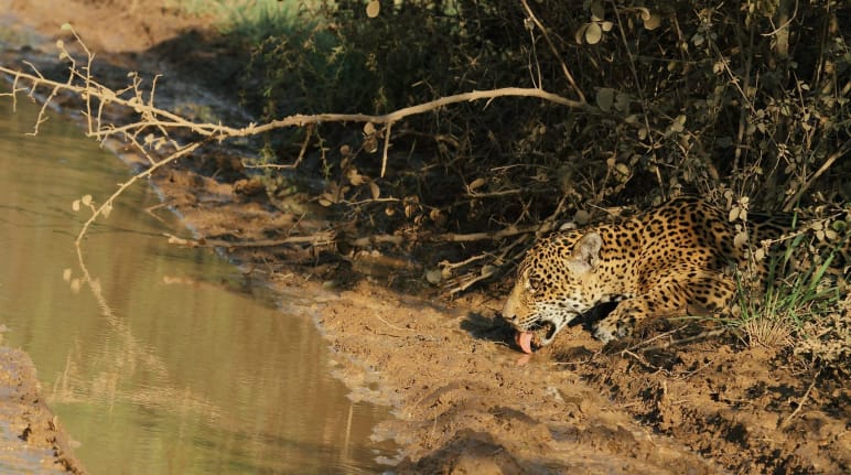 Ein Jaguar trinkt gut getarnt von der Vegetation Wasser aus einem Bach