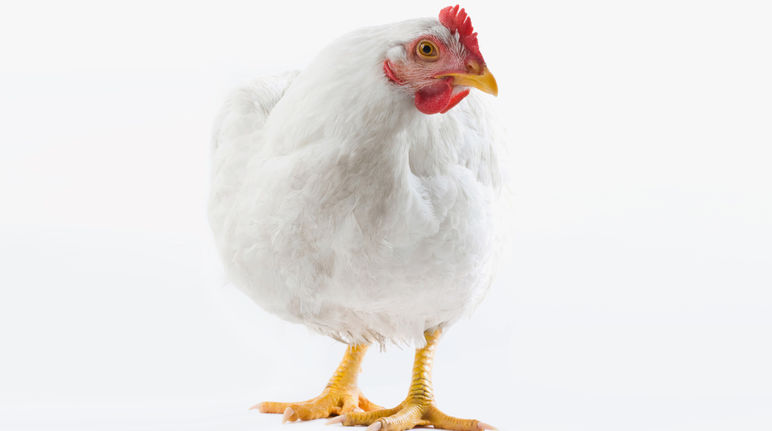 Huhn Stop Tierfabriken
