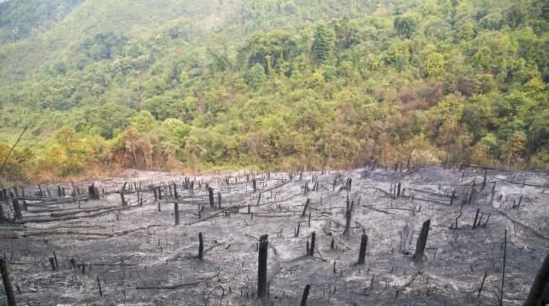 Brandgebiet mitten im Regenwald Brandgebiet und Regenwald