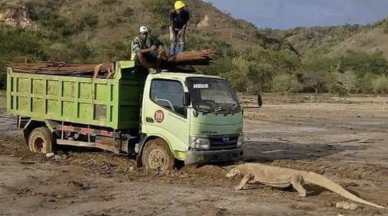 Lastwagen gegen Drachen - Das Foto bewirkte einen Stopp der Bauarbeiten. Truck und Komodowaran