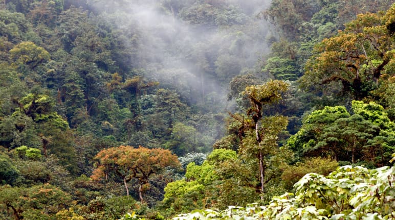 Nebelwald in Los Cedros, Ecuador