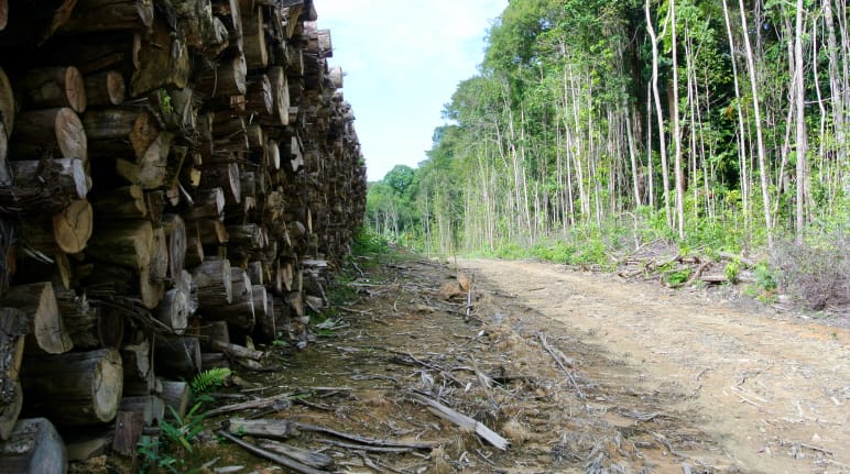 Abholzung auf Borneo