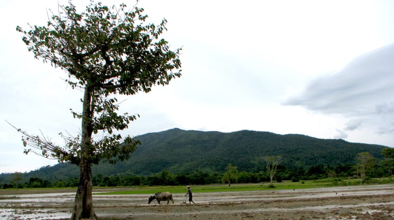 Ein Farmer bearbeitet ein bewässertes Gebiet mit einem Rind, im Hintergrund ein Bergrücken