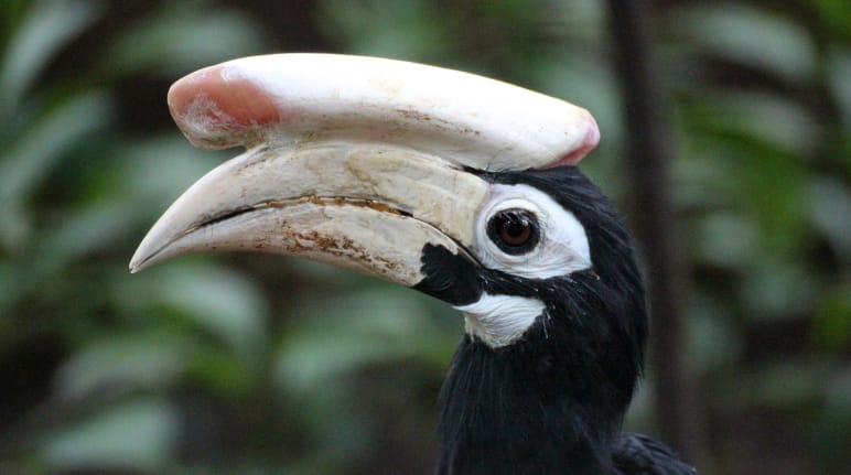 Seitenansicht eines schwarzen Hornvogels. auf dem mattweißen Schnabel liegt ein ebenso großes Horn. Die Augen sind weiß umrandet