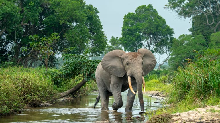 Waldelefant in Afrika