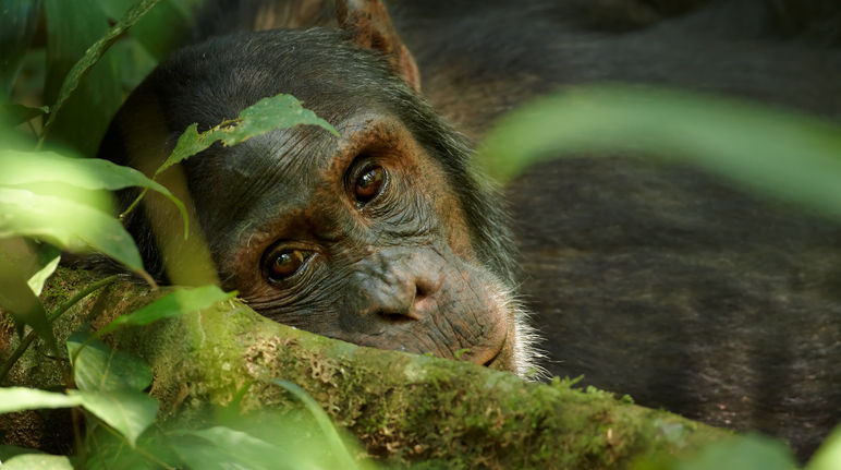 Unesco Soll Menschenaffen Zum Lebendigen Welterbe Erklaren Rettet Den Regenwald E V