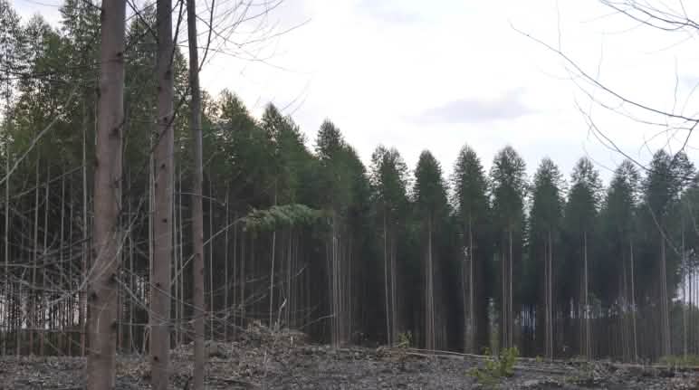 ... doch für Papier und Zellstoff wird die Landschaft zerstört. Eukalyptus-Plantage, vorne Kahlschlag