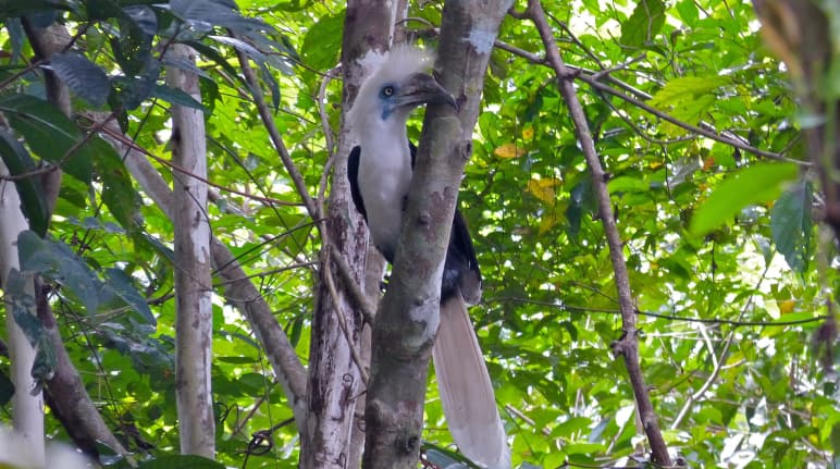 Langschopf-Hornvogel