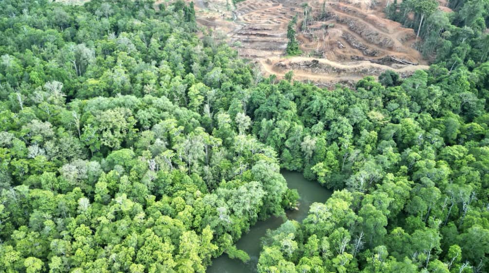Drohnenfoto von Regenwald mit Fluss und Kahlschlag